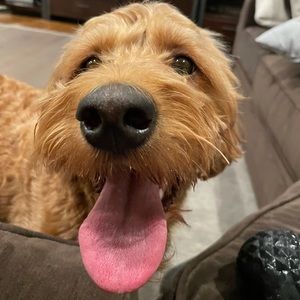 Meet your Posher, Daniel